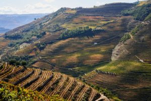 vineyards, steep terraces, Douro Valley, Portugal vineyards, steep terraces, Douro Valley, Portugal